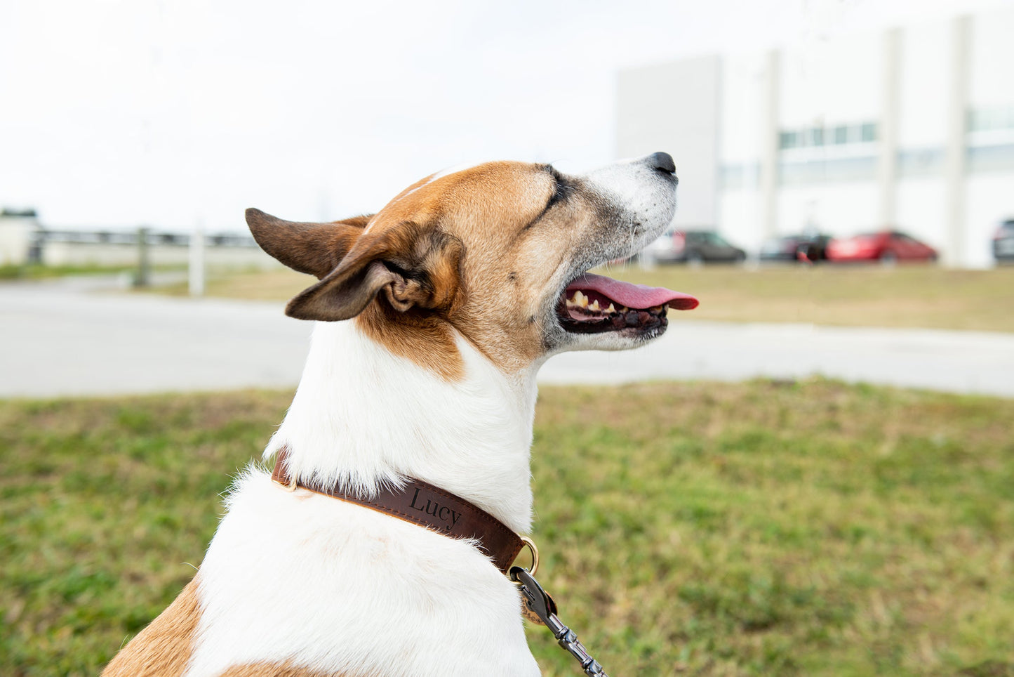 Personalized Distressed Leather and Kevlar Dog Collars