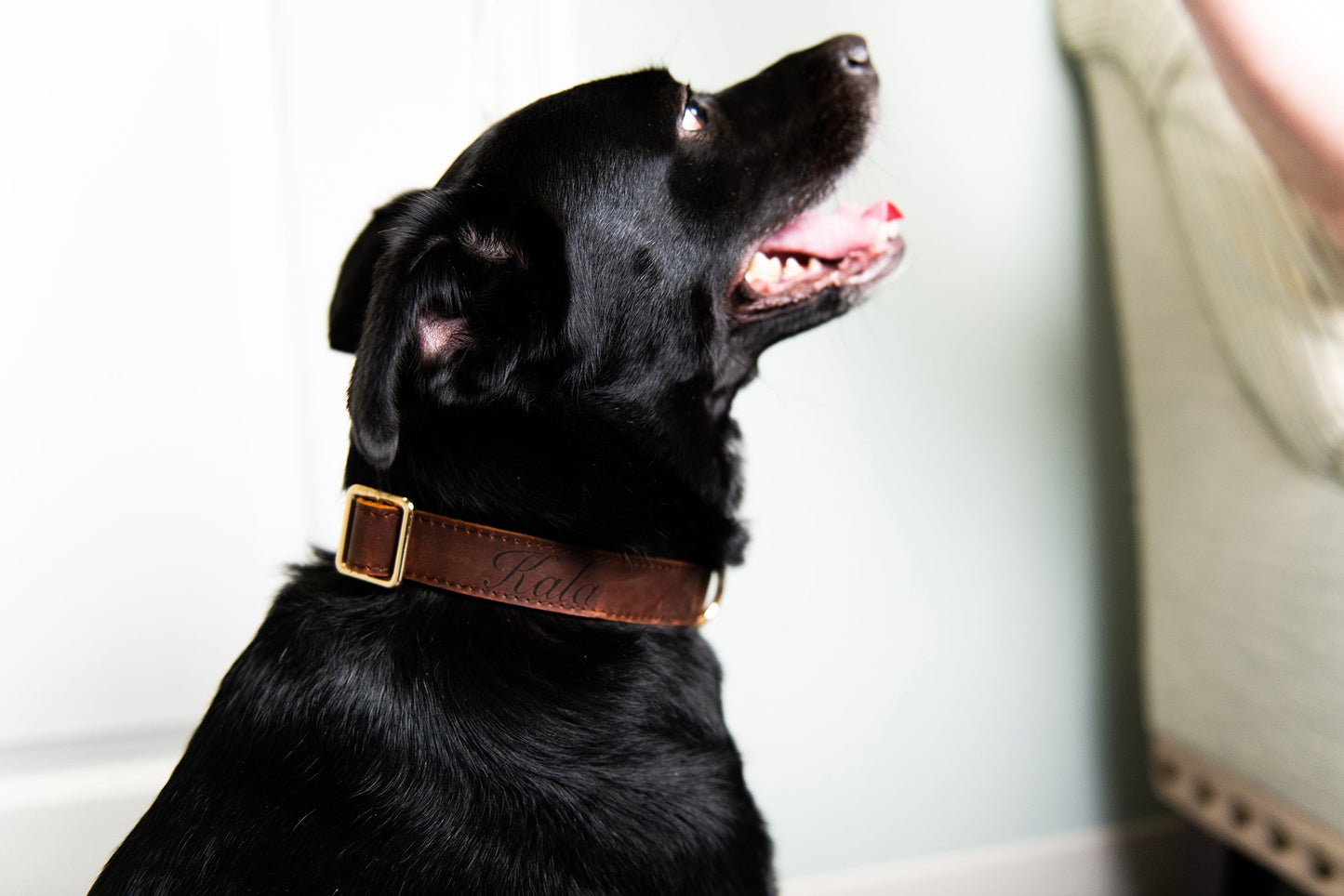 Personalized Distressed Leather and Kevlar Dog Collars